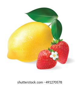 Lemon and Strawberry realistic vector illustration. Still life fruit.
