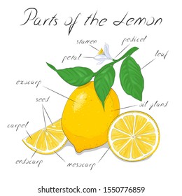 Lemon structure, parts of plant, parts of lemon, constituent parts of lemon. Names of the main elements of a lemon.