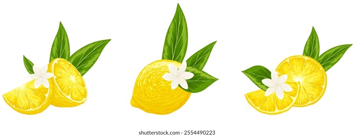 Lemon, tea leaves compositions vector illustrations set. Whole and cut lemon slice, green tea leaves, jasmine flower. Organic fruits for lemonade, juice, cocktails, healthy food. Hand drawn print