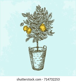 Lemon tree in basket. Vintage style. Vector illustration