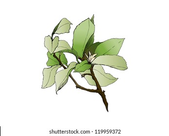 lemon tree blossom