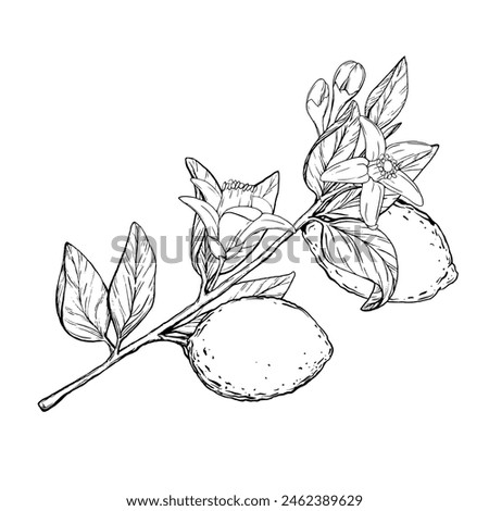 Lemon tree branch with flowers in line art style, sketch. Hand drawn botanical illustration chalkboard style. Black outline vector of citrus fruits. Clipart objects for design