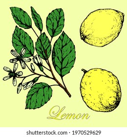Lemon tree branch. Lemon fruit. Stock vector illustration. Hand drawn Illustration.Engraving. Isolated.Colored sketch. Vegetarian Food. Citrus .
