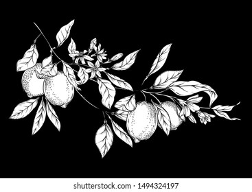 Lemon tree branch with lemons, flowers and leaves. Element for design. Black and white graphics. Vector illustration.	