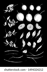 Lemon tree branch with lemons, flowers and leaves. Element for design. Black and white graphics. Vector illustration.	