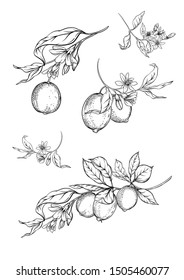 Lemon tree branch with lemons, flowers and leaves. Element for design. Outline hand drawing vector illustration. Isolated on white background.	