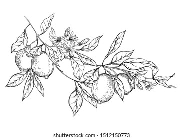 Lemon tree branch with lemons, flowers and leaves. Element for design. Outline hand drawing vector illustration. Isolated on white background.	