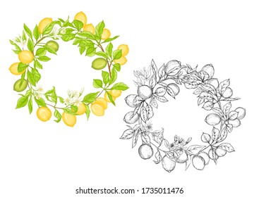 Lemon tree branch with lemons, flowers and leaves. Element for design. Outline and colored hand drawing vector illustration. Isolated on white background..