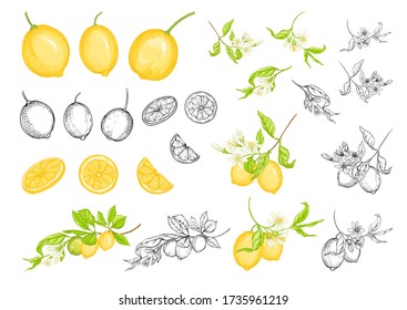 Lemon tree branch with lemons, flowers and leaves. Element for design. Outline and colored hand drawing vector illustration. Isolated on white background..