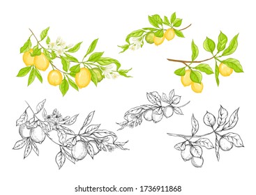 Lemon tree branch with lemons, flowers and leaves. Element for design. Outline and colored hand drawing vector illustration. Isolated on white background..