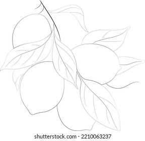 Rama de limón con limones, flores y hojas. Elemento para el diseño. Ilustración del vector de dibujo manual de contorno. Aislado sobre fondo blanco
