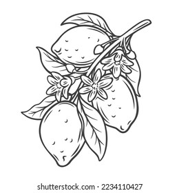 Zitronenbaum Zweig-Symbol Vektorgrafik. Handgezeichnete Graslandschaft mit tropischen Früchten und Blüten, Frühlings- oder SommerZitronenblüten und Blättern, Blüte erfrischender Zitruspflanzen in Tropen