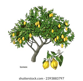 Lemon tree and branch vector