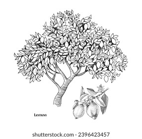 Árbol de limón y vector de rama