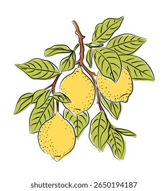 Lemon tree branch with yellow citrus fruits and green leaves. Hand drawn colored sketch style, Vector illustration isolated on white. Perfect for packaging, decor, and botanical design