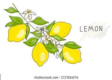 Lemon tree branch with yellow lemon, flowers and green leaves isolated on white. Fresh lemon fruits. Citrus. A whole lemon. Doodle Minimal style. Black line. Vector illustration. Handwriting.