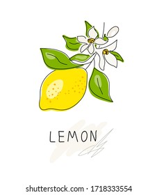 Lemon tree branch with yellow lemon, flowers and green leaves isolated on white. Fresh lemon fruits. Citrus. A whole lemon. Doodle. Minimal style. Bloom. Black line. Vector illustration. Handwriting.