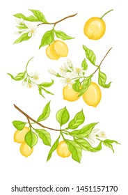 Lemon tree branch with yellow, green lemons, flowers and leaves. Element for design. Vector illustration. Isolated on white background.	