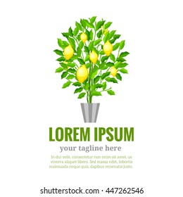 Lemon tree. Citrus tree. Garden fruit. Flat cartoon style. Home plant logo. Home garden fruit tree logo.