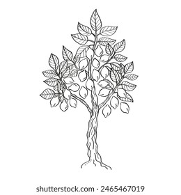 Lemon tree engraved ink sketch on isolated background. Hand drawn citron lime, Italy plant with leaf, fruit. Decorative vector illustration for logo, sign, print, paper, card, label, poster, wrapping