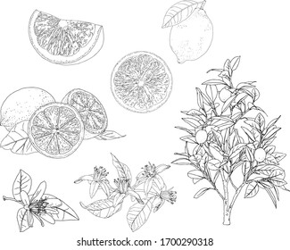 レモン 線画 花 のイラスト素材 画像 ベクター画像 Shutterstock