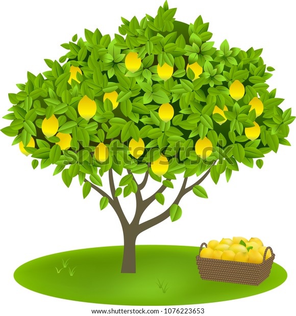 Lemon Tree Fruits Vector Illustration Stock Vector (Royalty Free ...