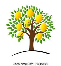 Lemon tree with green leaves. Vector illustration of a tree with ripe lemons. Flat style.