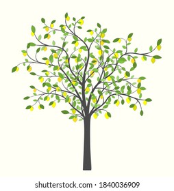 Lemon tree with green leaves and yellow lemons of different colors and sizes on a light background