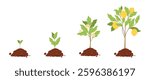 Lemon tree growth stages from seedling to fruit-bearing tree. Flat vector illustration