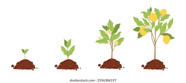 Lemon tree growth stages from seedling to fruit-bearing tree. Flat vector illustration