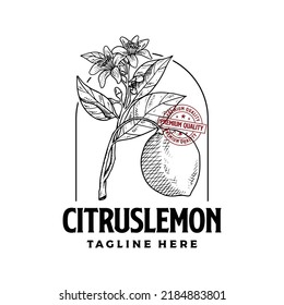 Lemon tree hand drawn vintage logo vector