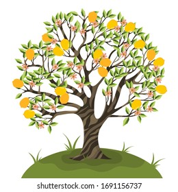 Lemon tree isolate on a white background. Vector graphics.