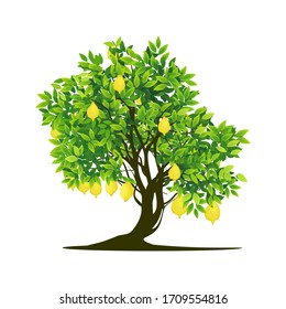 Lemon Tree Plant On A White Background, Vector