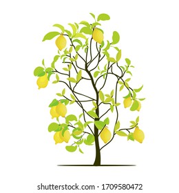 lemon tree plant on a white background, vector