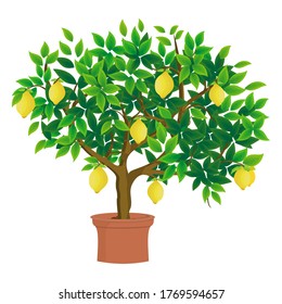 lemon tree plant on a white background, vector