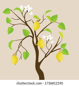 Ilustración del vector de la planta de limón