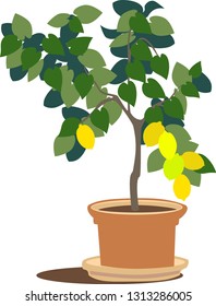 Lemon tree in a pot