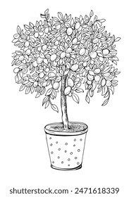 Lemon Tree In A pot, A flower Line Coloring .Hand-drawn vector illustration.