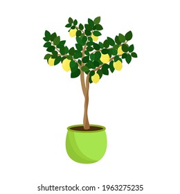 Lemon Tree In A Pot Isolated On A White Background. Houseplant. Citrus Decorative Sapling Grows At Home. Vector Illustration.