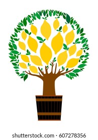 lemon tree in a pot  isolated on White background. Vector illustration