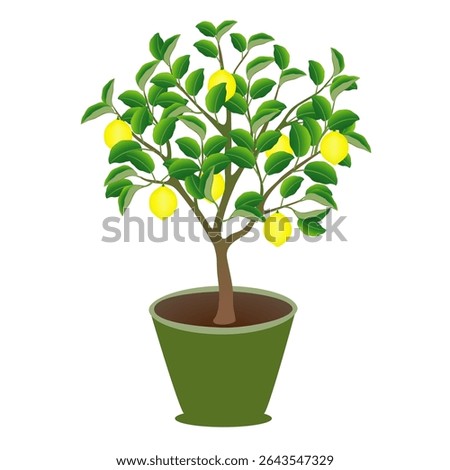 Lemon tree in a pot on a white background.