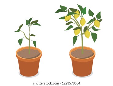 lemon tree in pot vector illustration on white background