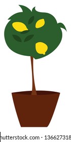 Zitronenbaum auf weißem Hintergrund, Vektorgrafik von Zitronen