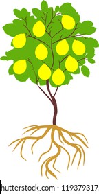 Parts Plant Morphology Lemon Tree Fruits Stock Vector (Royalty Free ...