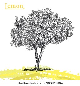 Lemon Tree Sketch