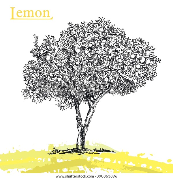 Lemon Tree Sketch Stock Vector (Royalty Free) 390863896 | Shutterstock