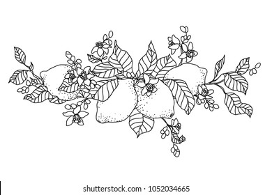 Lemon tree in tattoo style image. Light little flowers with fruits on the branch. Horizontal orientation