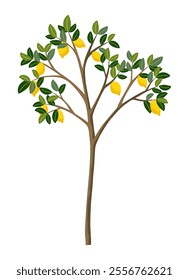 Lemon tree vector illustration. Cartoon isolated ripe yellow citrus fruits growing on tree branches with crown of green foliage, cultivated tree with lemons crop in tropical orchard, grove or garden