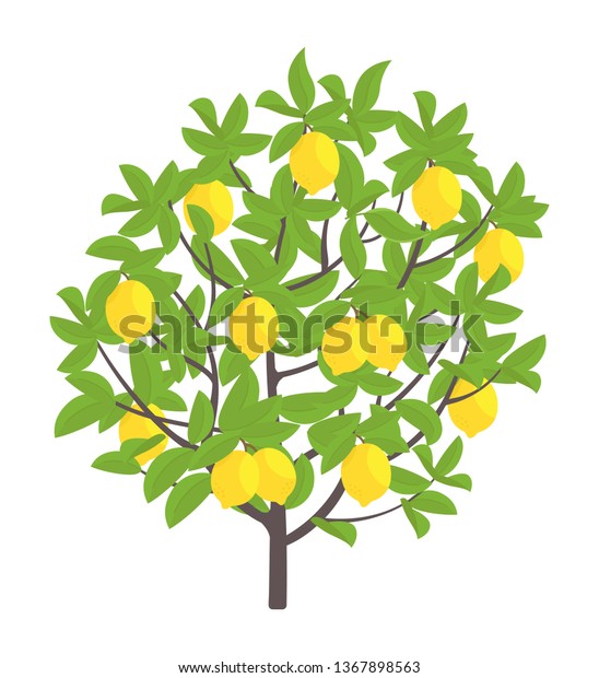 Lemon Tree Vector Illustration Fruit Tree Stock Vector (Royalty Free ...
