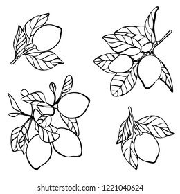 lemon tree vector illustration, lemon with leaf isolated on white background, linear design